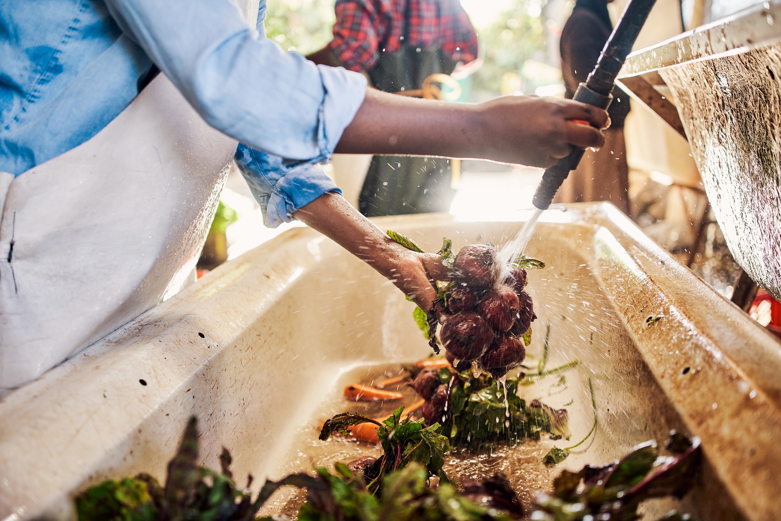 Closeup of hands washing organic produce outside in a rural greenhouse. Farm worker rinsing a fresh beetroot and carrot harvest. Working on sustainable agriculture trade to cultivate vegetables